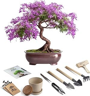 Bonsai Starter Kit – Growing Jacaranda Bonzai Tree from Seeds | Complete...