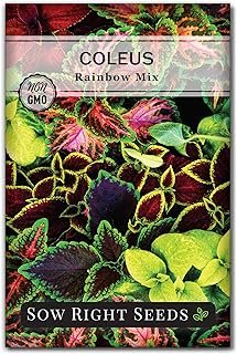 Sow Right Seeds - Coleus Rainbow Mix Seeds for Planting - Beautiful Flow...