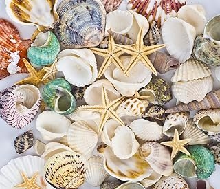 Sea Shells Mixed Beach Seashells Starfish for Beach Theme Party Wedding ...