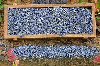 1 Lbs French Dried Lavender Buds - Lavandula Dentata, 16 oz Value Pack -...